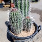 Kardón obrovský (Pachycereus pringlei) ´3v1´ - výška 120-140 cm, kont. C50L (-4°C) - STARÝ A VZÁCNY EXEMPLÁR 